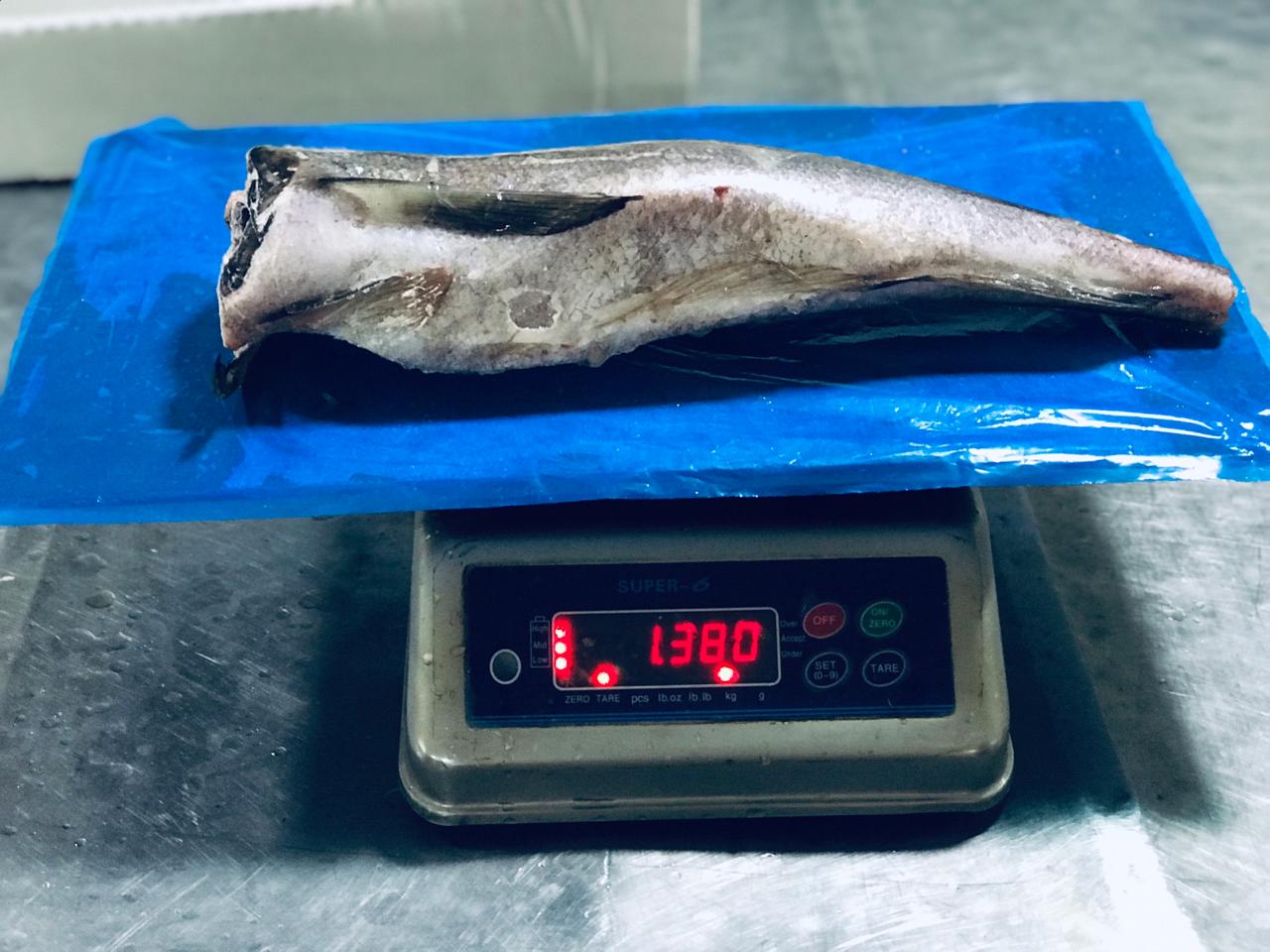 Pacific Hake